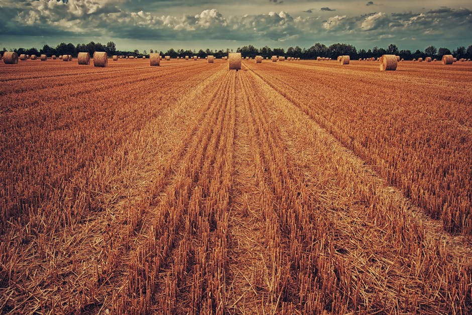 Raw Milk Safety Tips for New Homesteaders