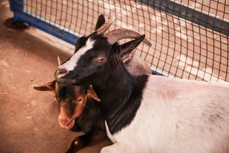 Dealing with Neighbor Dogs Around Your Goats